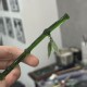 Yongye Xinghe Yu Shuxin's Hairpin Ling Miaomiao Small Bamboo Hairpin Yongye Xinghe Yu Shuxin's Hairpin Ling Miaomiao Small Bamboo Hairpin
