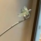 Yongye Xinghe Yu Shuxin's Hairpin Ling Miaomiao Small Bamboo Hairpin Yongye Xinghe Yu Shuxin's Hairpin Ling Miaomiao Small Bamboo Hairpin