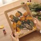 الخشب الصلب مزدوج الوجه الشفافة DIY مجفف زهرة المنزل ديكور سطح المكتب العائمة مربع DRY FLOWE الخشب الصلب مزدوج الوجه الشفافة DIY مجفف زهرة المنزل ديكور سطح المكتب العائمة مربع DRY FLOWE